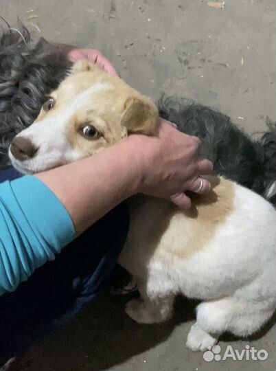 Щенок в добрые руки