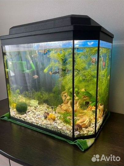 Аквариум. Аквариумные рыбки