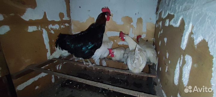 Петух и 8 молодок