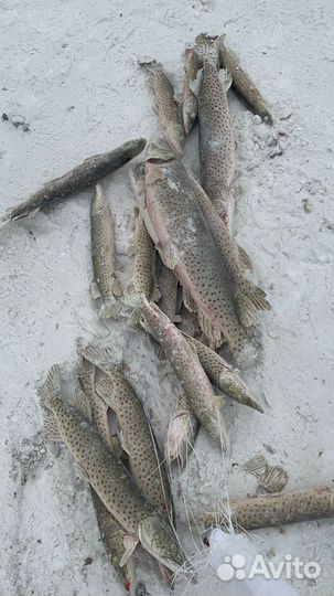 Свежемороженая щука