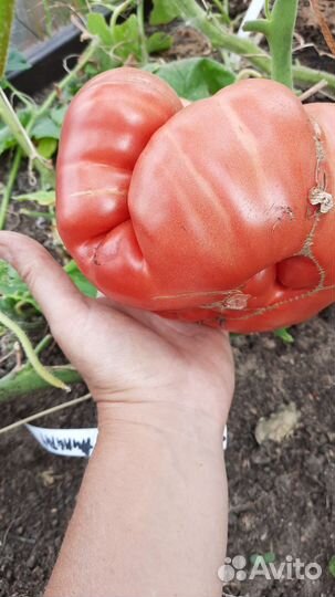 Семена ампельных и сортовых томатов, перца