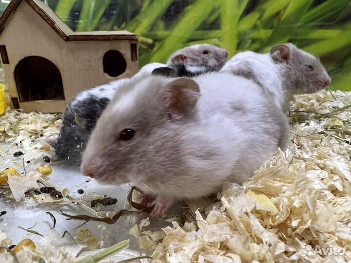 Сирийский хомяк, морская свинка, джунгарский хомяк