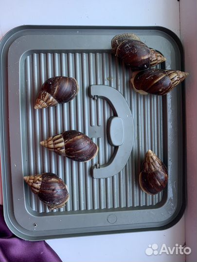 Улитки ахатины