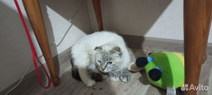Кошка отдам в добрые руки