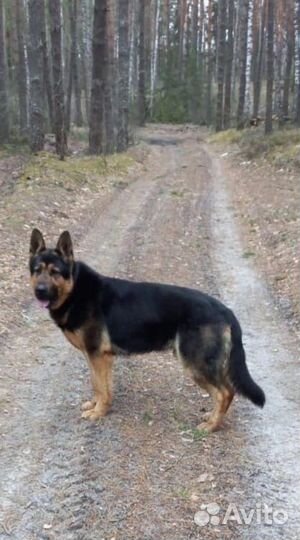 Вязка овчарка