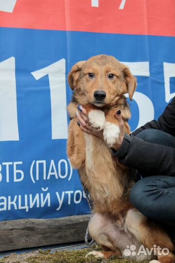 Собака из приюта в добрые руки. Питер