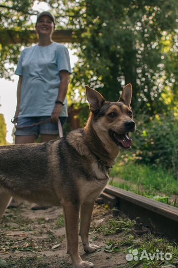 Собака-компаньон Фокси в добрые руки