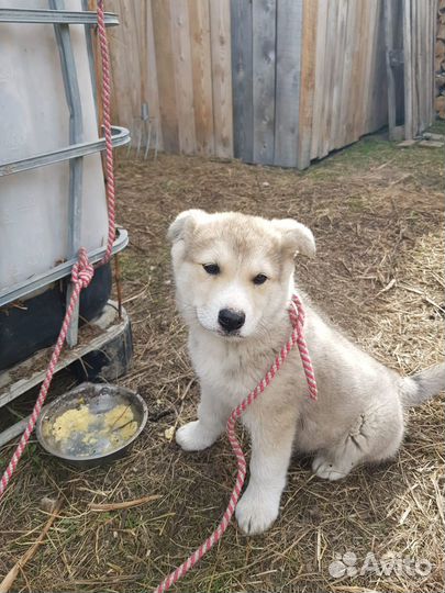 Отдам щенка в добрые руки