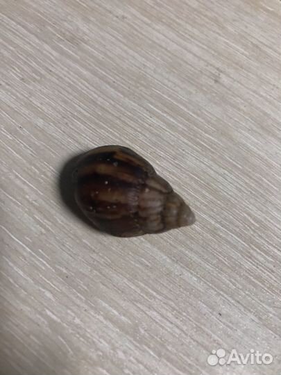 Улитки ахатины