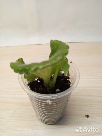 Фиалка ав Сахарная вата