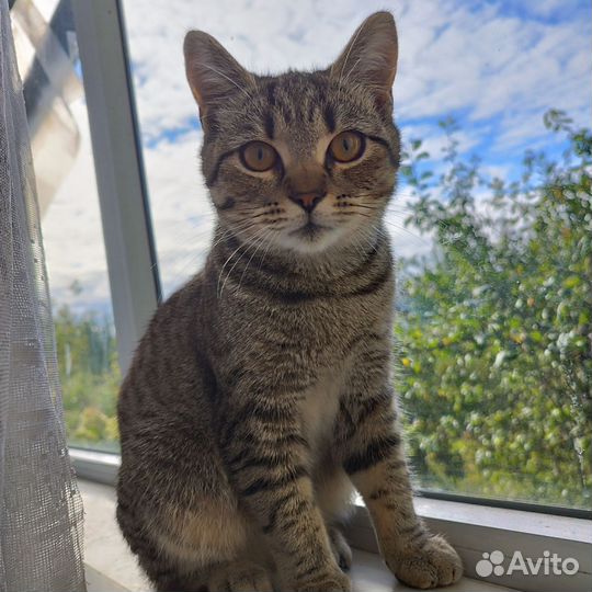 Шотландские