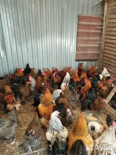 Куры и Петухи Брама, Кохи