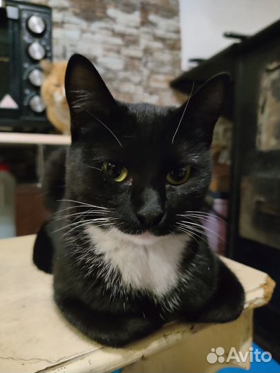 Кошка мышеловка