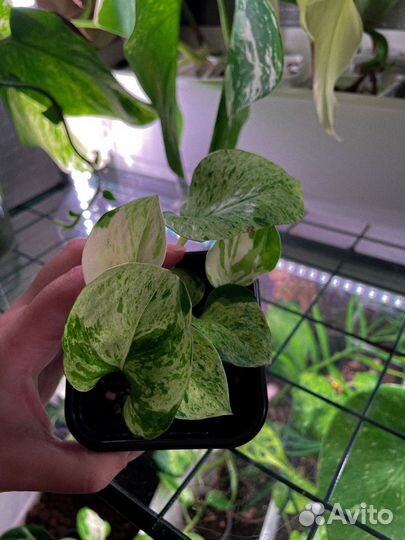 Эпипремнум хеппи лиф