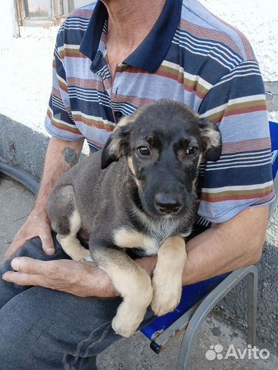 Щенок мальчик в добрые руки