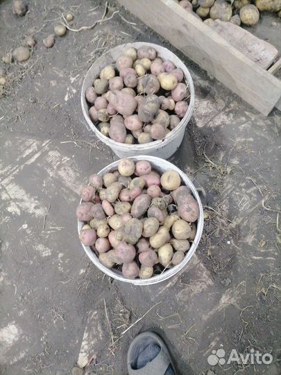 Картошка на корм скоту