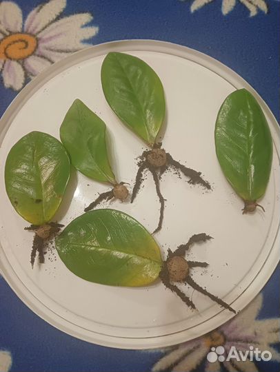 Замиокулькас