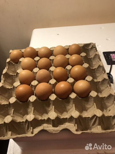 Инкубационное яйцо Ломан браун