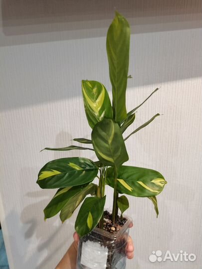 Ктенанта лубберса голден мозаик