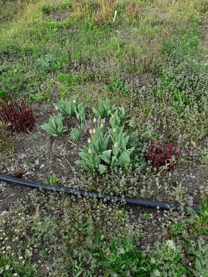 Участок 5,2 сот. (ИЖС)