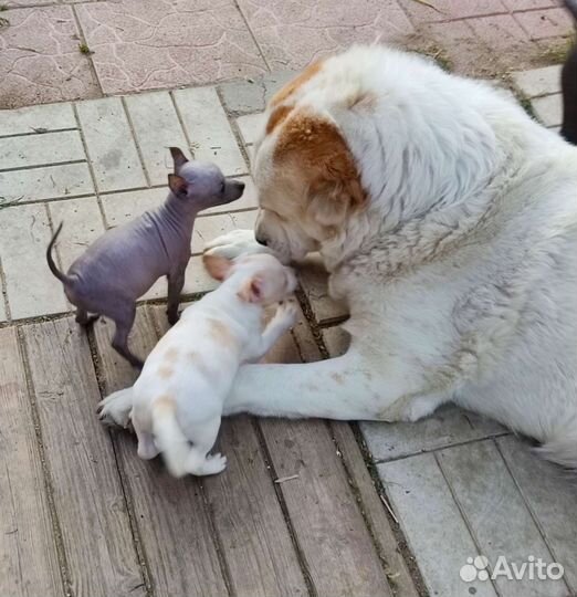 Ксолоитцкуинтли mini