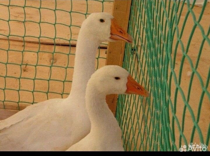 Гуси 4 месячные