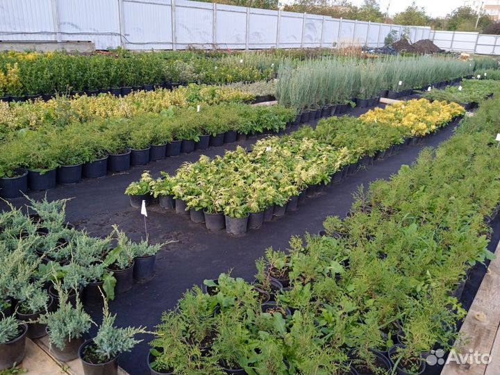 Саженцы декоративных растений для сада