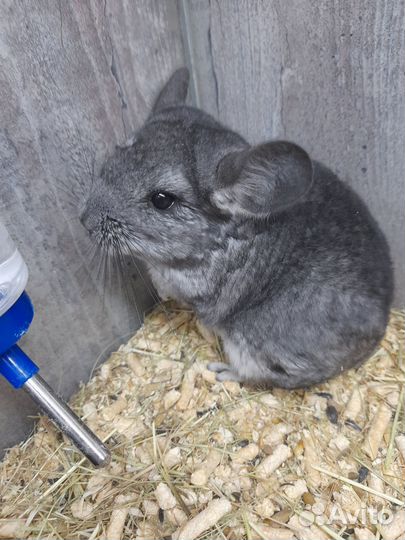 Морские свинки Скинни.Шиншилла и Морские свинки