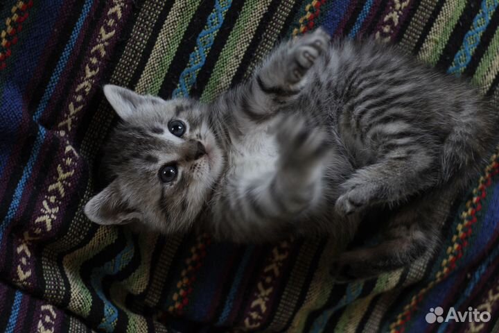 Котята 1 месяц