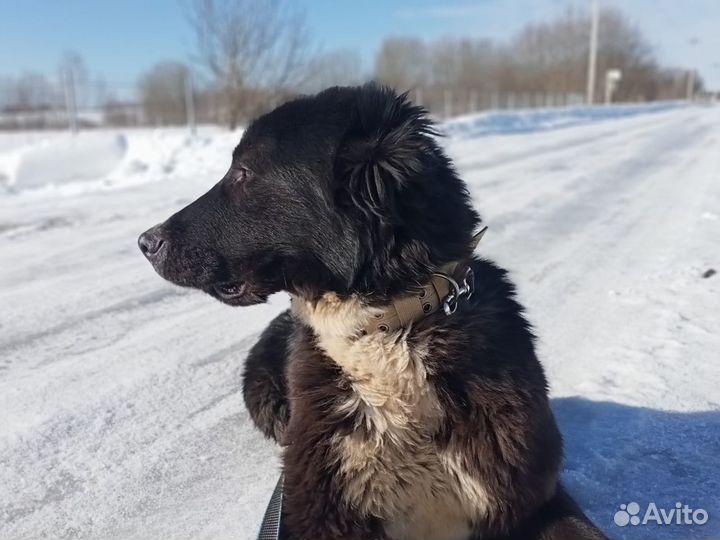 Отдам среднеазиатскую овчарку