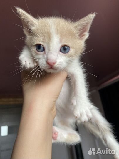 Котенок 1.5 месяца