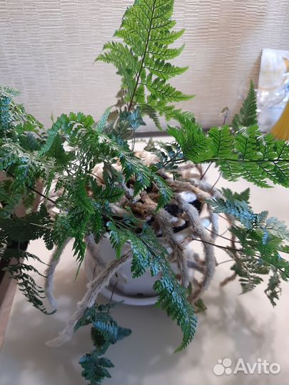 Комнатные растения