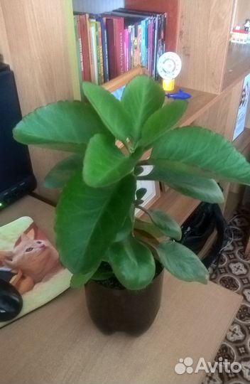 Каланхоэ красное