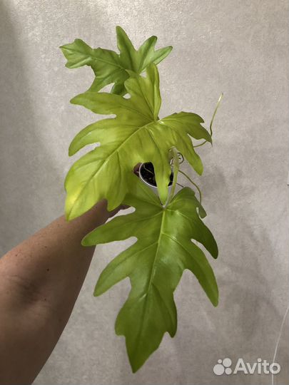 Филодендрон Варшевича flavum