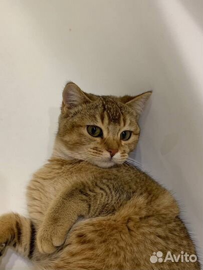 Кошечка в добрые руки