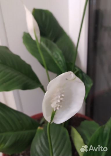 Спатифиллум - женское счастье