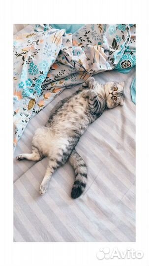 Вязка с шотландским вислоухим котом