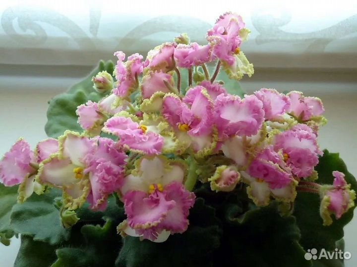 Фиалочки (укорененные листы)