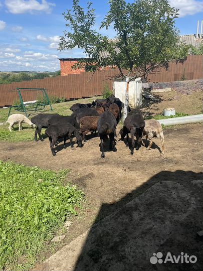 Курдючные бараны овцы