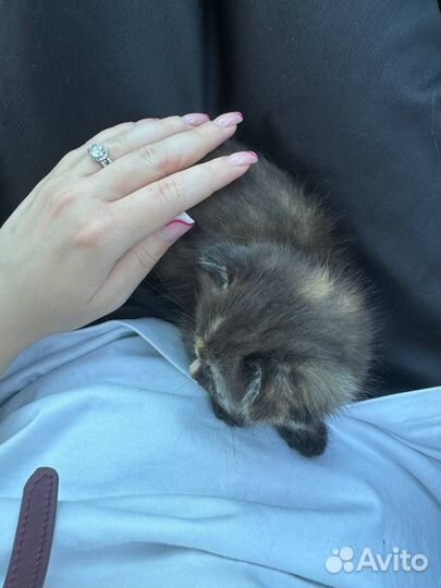 Отдал британских и шотландских котиков