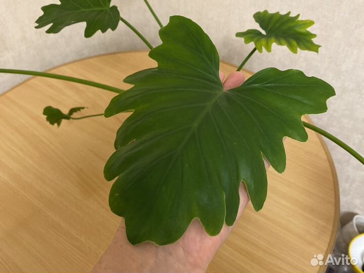 Филодендроны