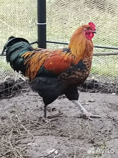 Молодые петушки