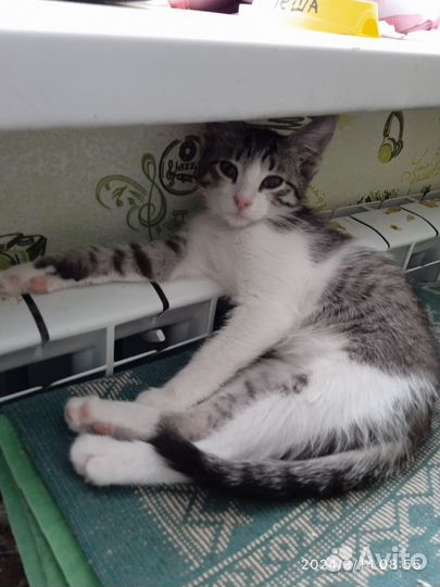 Котенок в добрые руки