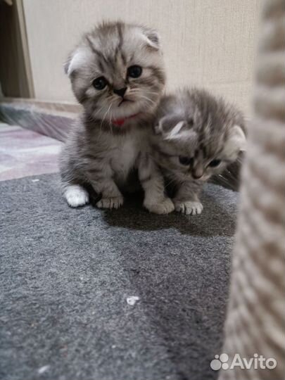 Шотландские вислоухие котята
