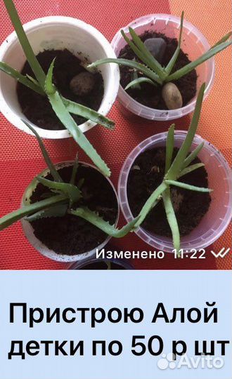 Толстянка,Алое