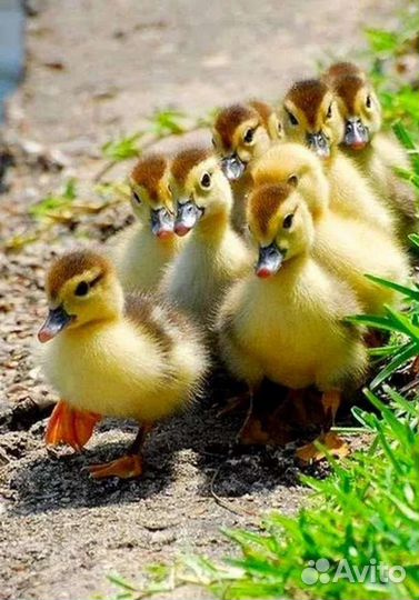 Утята и гусята. Яйца куриные, гусиные, утиные