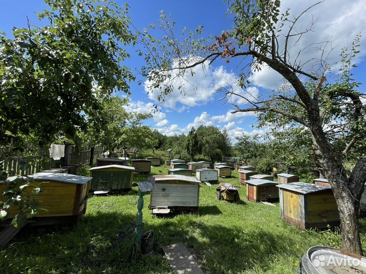 Семьи пчел