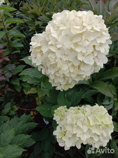 Гортензия саженцы