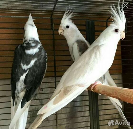 Попугай корелла