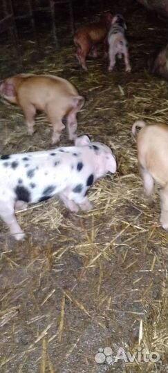 Поросята ландрас дюрок